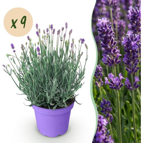 Lavande Munstead (Lavandula angustifolia) Rustique et Parfumée Violette - Lot de 9 - Pot 12cm - PANGIVO (1/5)