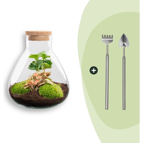 Kit Terrarium DIY Écosystème Autonome Plantes Coffea et Fittonia Ø 22,5 x 26 cm + Outils - PANGIVO (1/3)