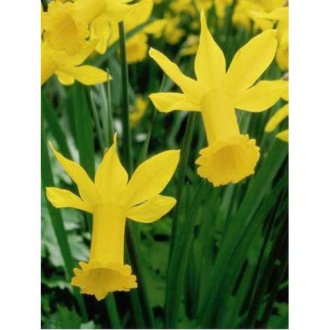 Narcisse cyclamineus 'Peeping Tom' Bulbe calibre 10/12 (par 10) (1/2)