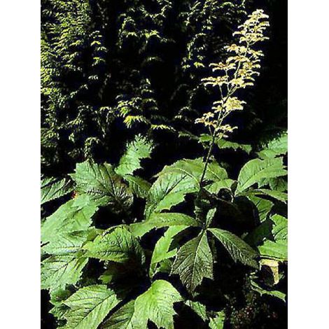 Rodgersia pinnata Godet de 8/9 cm