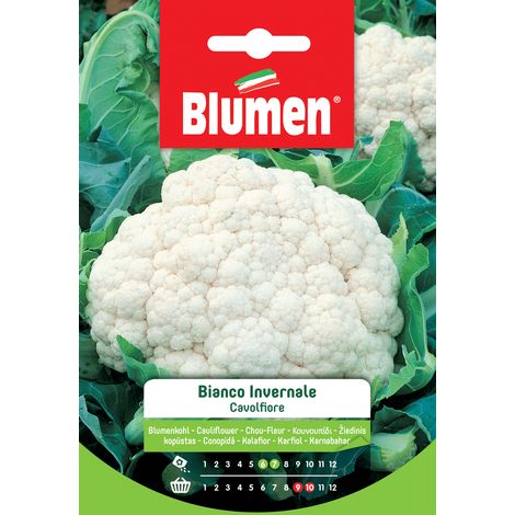 SEMI CAVOLFIORE BIANCO INVERNALE BLUMEN