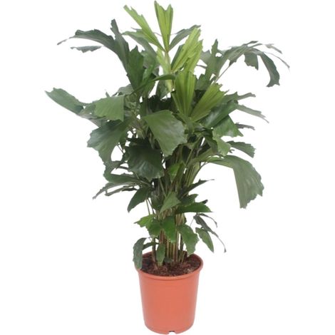 Palmier à Queue de Poisson Caryota Mitis - Plante d'Intérieur Tropicale - Ø 24 cm - H 110 cm - PANGIVO (1/4)
