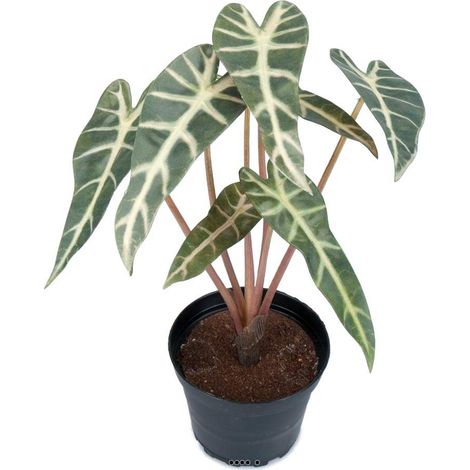 Alocasia artificiel, 7 grandes feuilles, en pot H 30 cm