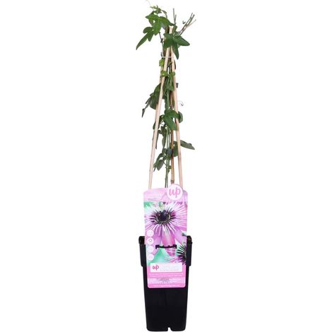 Bloomique - Passiflora 'Purple Haze' - Fleur de la passion - Violette - Plantes grimpantes - Plantes de jardin - Rustiques - Hauteur 50-70 cm - Pot 15 cm