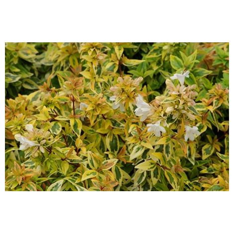 Pianta di Abelia Grandiflora variegata gialla vaso 18cm