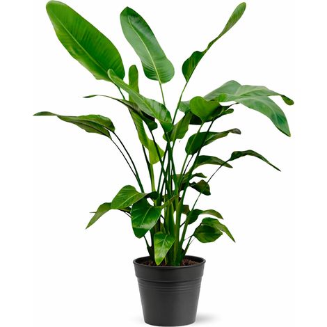 Strelitzia Nicolai - Plante Verte Tropicale Oiseau du Paradis - Hauteur 140-150 cm - Ø24 cm - PANGIVO (1/5)