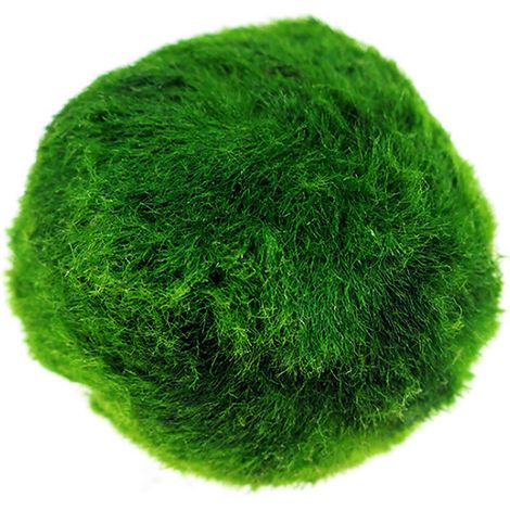 Boules d'Algues Vertes 3-4CM pour Aquarium Décoration Paysagère - Lot de 20 - Diamètre Variable 2-3-4CM - Idéales pour l'Aquarium et le Terrarium-AUTRES