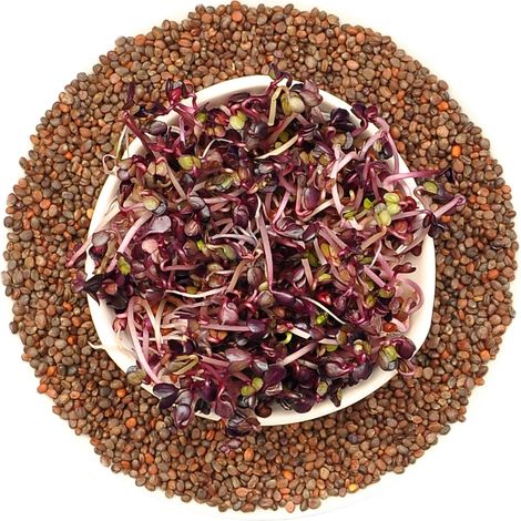 Rotvioletter Rettich – Keimsaat 100 g (1/3)