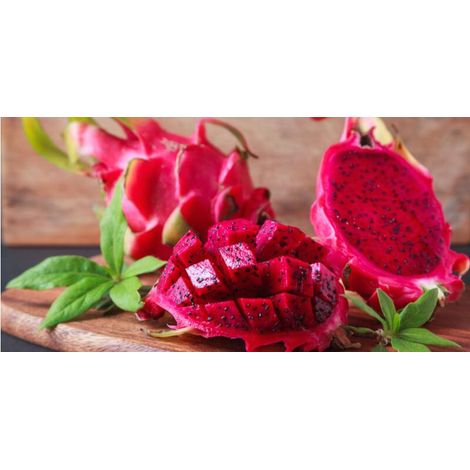 Vivaio Garden Forest – Plante de pitaya – Fruit du dragon à chair rouge – Fleur nocturne blanche – Plante grimpante pour supports lumineux