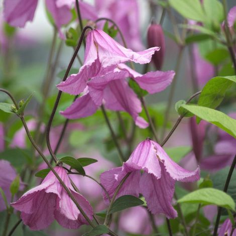 Clématite integrifolia Hendryetta®/Godet - 5/20 cm (1/4)