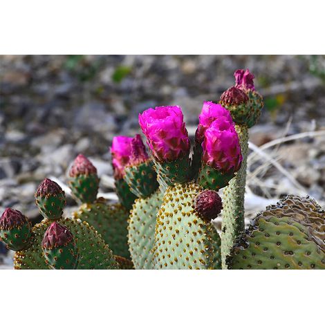 Papier peint panoramique floral vert & rose Tapisserie panoramique cactus 3D pour salon Papier peint panoramique cuisine & chambre adulte (1/2)