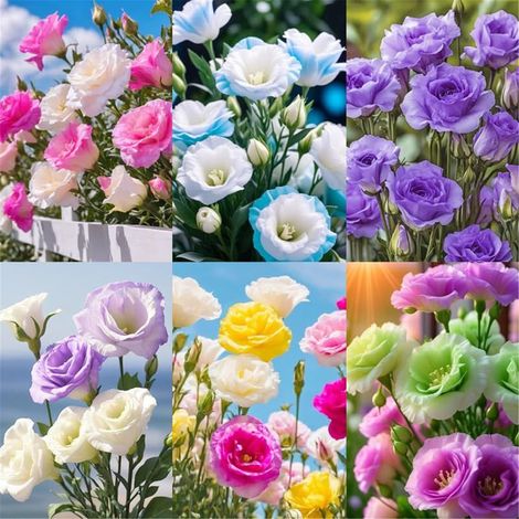 1000 Graines de Lisianthus Multicolore – Eustoma Grandiflorum, Fleurs Coupées Ornementales, Culture Facile en Intérieur et Extérieur (1/5)