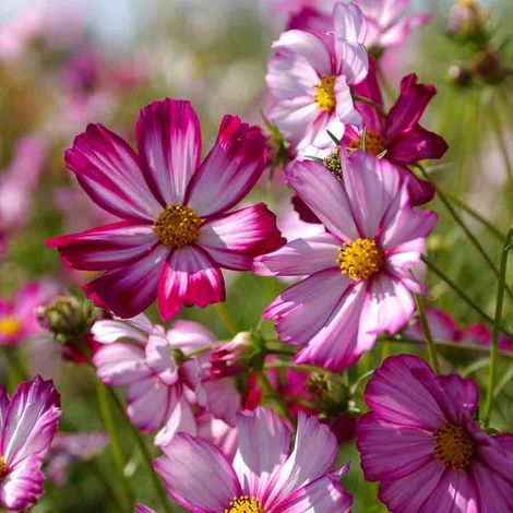 Cosmos Picotée Vilmorin (1/2)