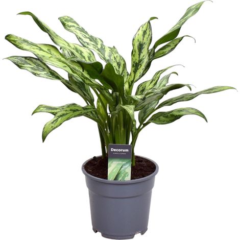 Aglaonema Juliette - Plante d'Intérieur Décorative - Vert et Argent - Hauteur 40 cm - ø12 cm - PANGIVO (1/4)