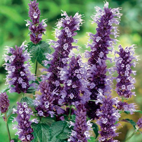 4 x Agastache à odeur de fenouil 'Black Adder' - godet 9x9 cm (1/4)