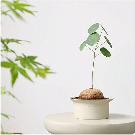 1 pot de fleurs en céramique de style scandinave moderne Wabisa, uni, vert, non émaillé, respirant, en argile (1/4)