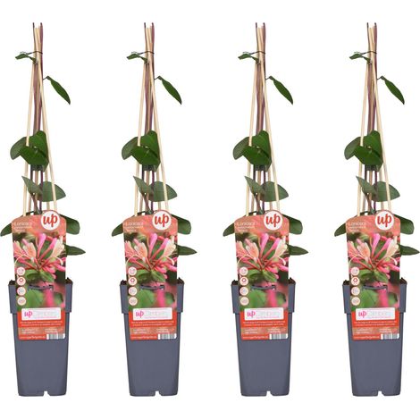 Lot de 4 Chèvrefeuilles Belgica Lonicera periclymenum Grimpants Parfumés Rouge et Blanc 65 cm - PANGIVO (1/3)