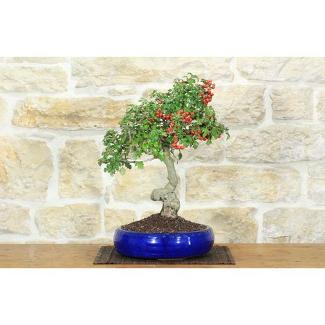 Bonsai di Biancospino (32)