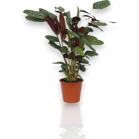 Gardenaria Ctenanthe setosa 'Compactstar' - Pianta da interno ornamentale - Altezza: 110 cm (vaso 24) (1/5)