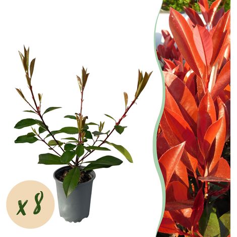 Photinia fraseri Red Robin Haie Persistante Lot de 8 Arbustes Feuillage Rouge Pot 9cm H30-35cm - PANGIVO (1/5)