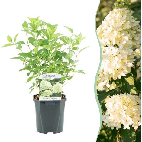 Hydrangea Paniculata Limelight Hortensia à Grandes Fleurs Blanc Crème 1 Plante Pot 17cm H50cm - PANGIVO (1/5)
