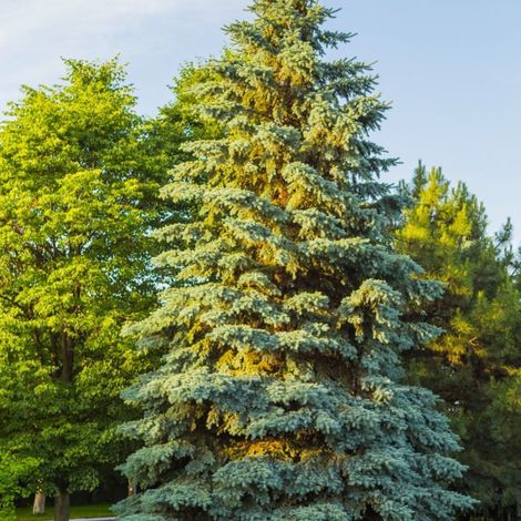 Épicéa bleu (Picea pungens) - Godet - Taille 20/40cm