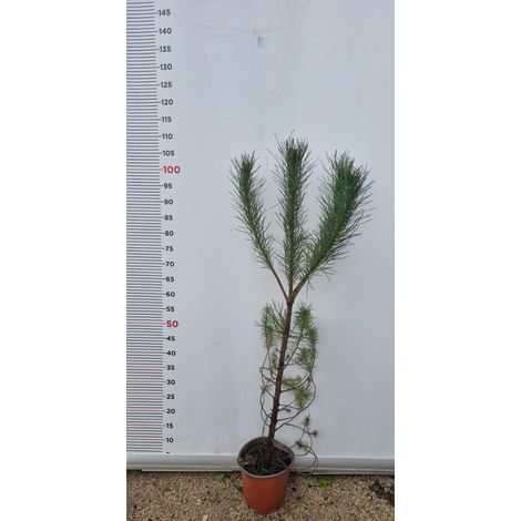 PIANTA DI PINUS PINEA IN VASO 18 CMPINO DA PINOLI