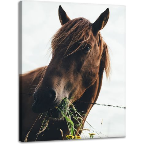 Leinwanddruck Tiere Pferdekopf 30x40 cm Pferdestall