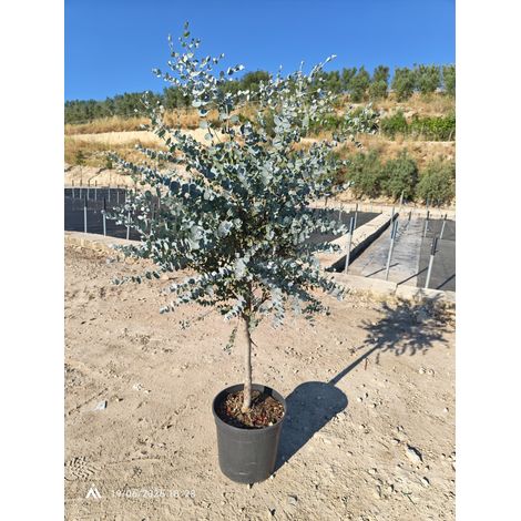 EUCALYPTUS GUNNII ALB.30 1/4 FUSTO AZURA ®