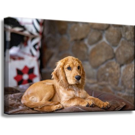 Leinwanddruck Tiere Cocker Spaniel Hund 60x40 cm