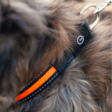 Collier Lumineux LED de Sécurité Fidelami pour Chien - Taille M (1/5)