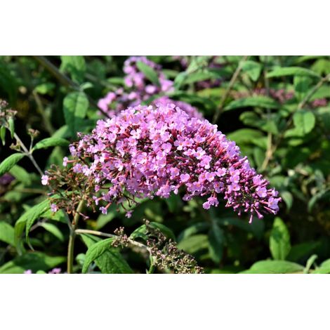 Gardenaria Buddleja davidii 'Pink Delight' - Arbusto ornamentale da giardino - Altezza: 40/60 cm (vaso19) (1/4)