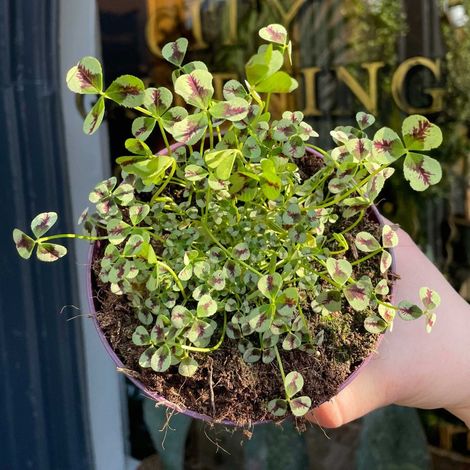 1 PIANTA DI TRIFOLIUM REPENS SWEET MIKE VASO 12CM