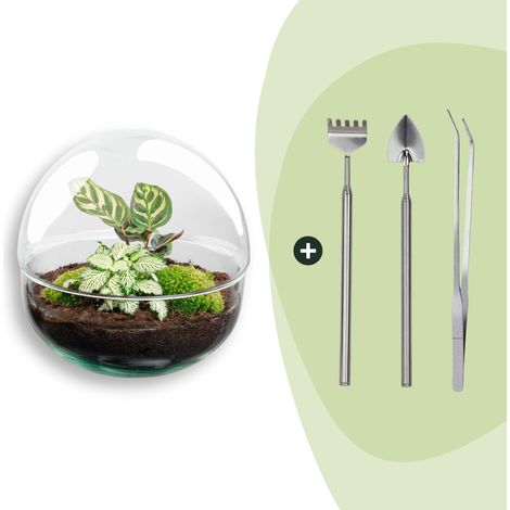 Terrarium Plante Kit DIY Écosystème Autonome Globe en Verre Ø 20 x 20 cm avec Outils - PANGIVO (1/3)