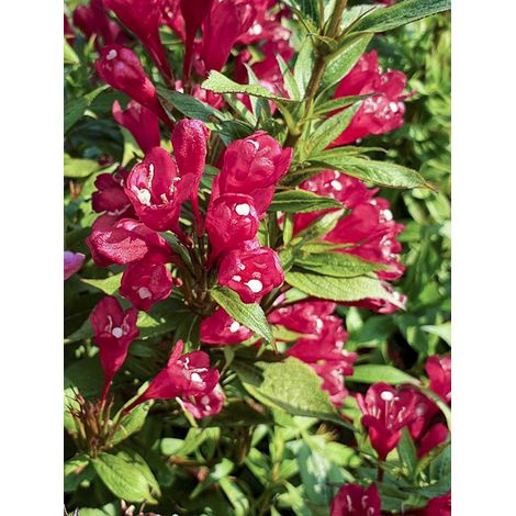 Weigela 'Picobella Rosso' Pot de 2L/3L
