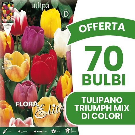 OFFERTA 70 BULBI TULIPANO TRIUMPH MIX DI COLORI BULBS BULBES