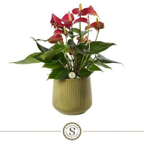 Plante Anthurium Coral avec Pot en Céramique Brillant à Stries Verticales H40 cm - PANGIVO