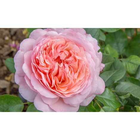 ROSA JEAN DE LA FONTAINE ROMANTICA