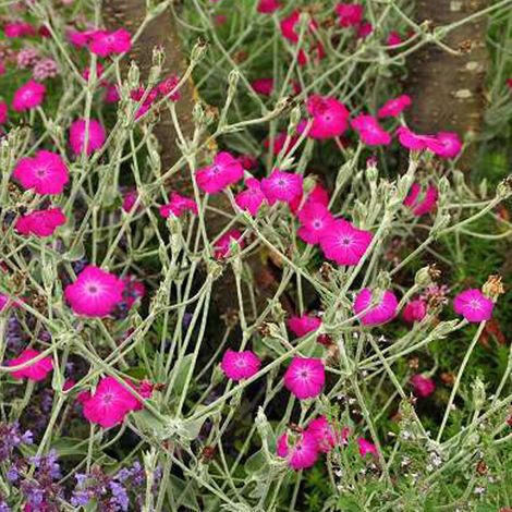 4 x Coquelourde des jardins - Lychnis coronaria  - godet 9x9 cm