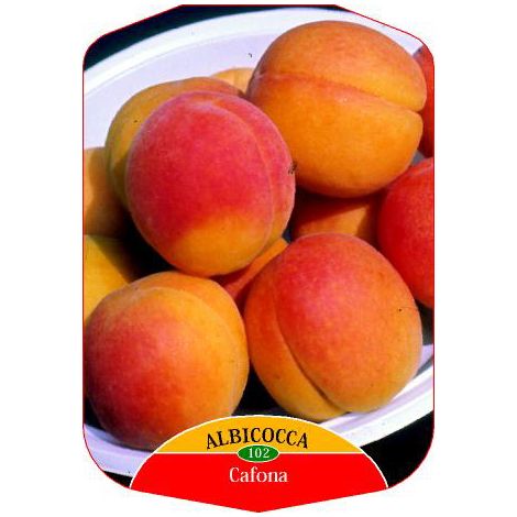 Albicocco CAFONA Prunus armeniaca (Rosaceae) Pianta da Frutto Frutta Foto Reali