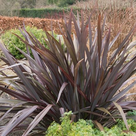 Lin de Nouvelle-Zélande 'Purpureum' - 60-80 cm pot