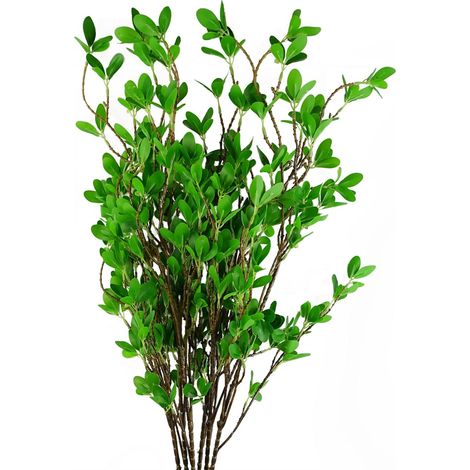 Pack of 6 x 100cm Mini Leaf Ficus Stem (1/5)