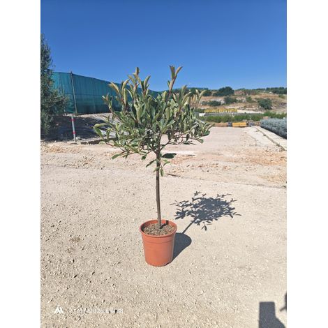 PHOTINIA FRASERI PINK MARBLE CASSINI ALB.24 1/4 FUSTO