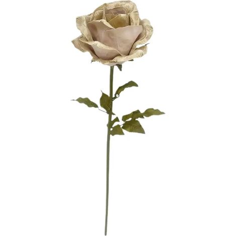 Rosa dekorativ Beatrix champagne 108 cm (1/2)