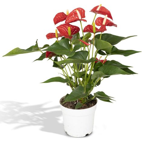 Anthurium Rouge Plante d’Intérieur Floraison Décorative Pot Ø17 cm Hauteur 55 cm - PANGIVO (1/5)