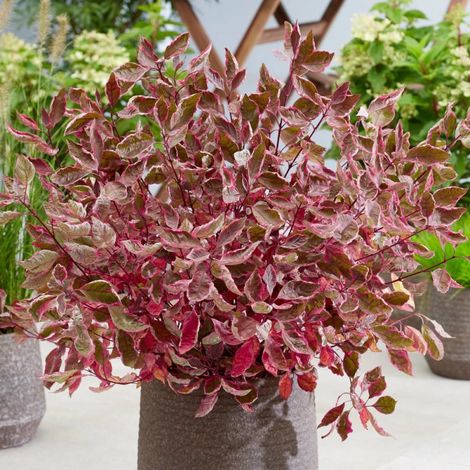 Cornouiller blanc Miracle® 'Verpaalen2', Cornus/Pot de 4L - 40/60 cm (1/2)