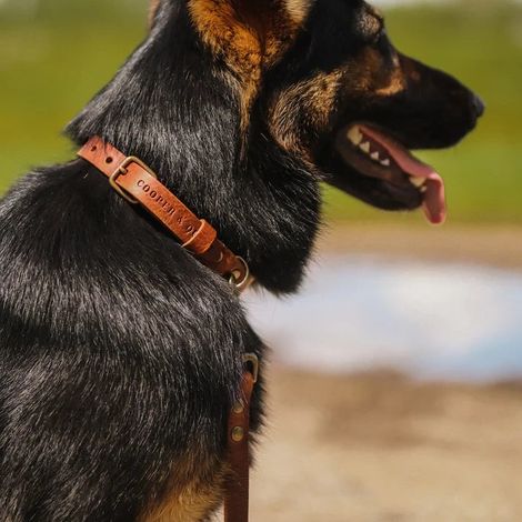 Collier pour Chien en Cuir Tanné Végétal Fait Main avec Boucle Argentée - Coloris Fauve - PANGIVO (1/3)