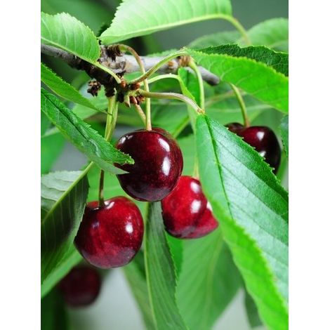 Cerisier nain 'Cherry Baby' Pot de 2L/3L, Touffe (1/2)