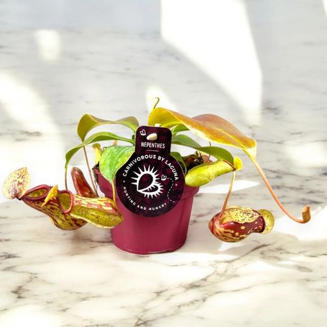 Gardenaria Nepenthes 'Gaya' - Pianta da interno ornamentale - Altezza: 17 cm (vaso 12) (1/5)