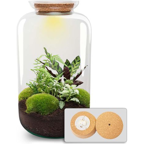 Terrarium de Plantes DIY XL avec Éclairage LED Ø 23 x 43 cm - PANGIVO (1/4)